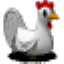 Cucco